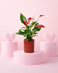 Gift Set Anthurium Rojo + Mini Maceta Cerámica Roja