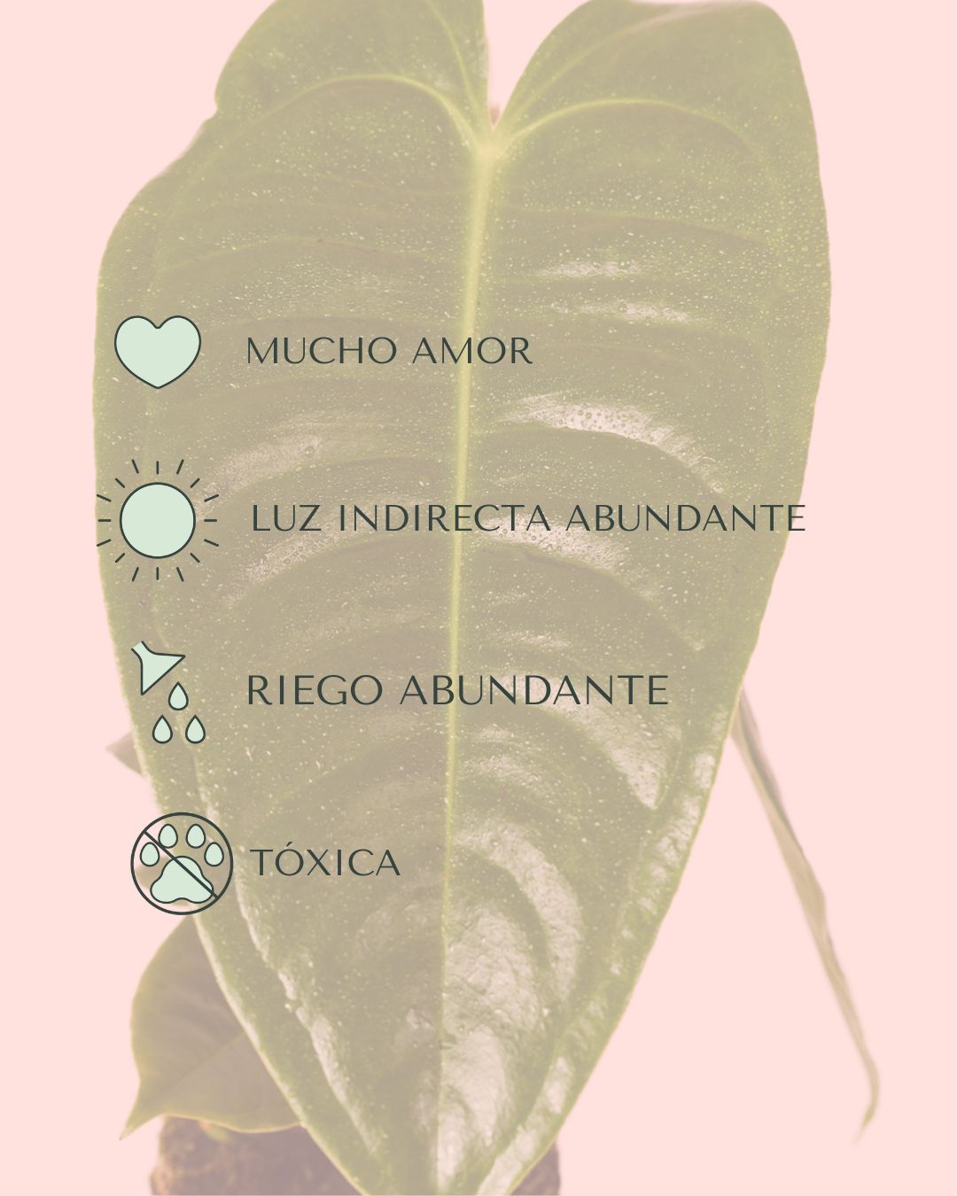 Anthurium Veitchii M - Pur Plant