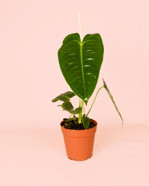 Anthurium Veitchii M - Pur Plant