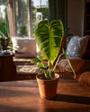 Anthurium Veitchii M - Pur Plant