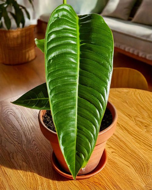 Anthurium Veitchii M - Pur Plant