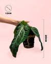 Anthurium Vilanaorum M - Pur Plant