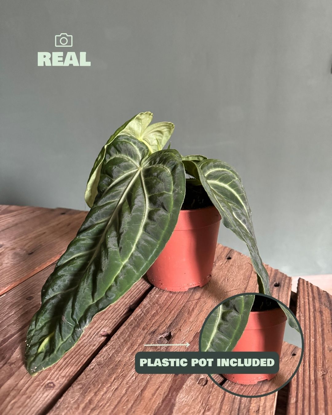 Anthurium Vilanaorum M - Pur Plant