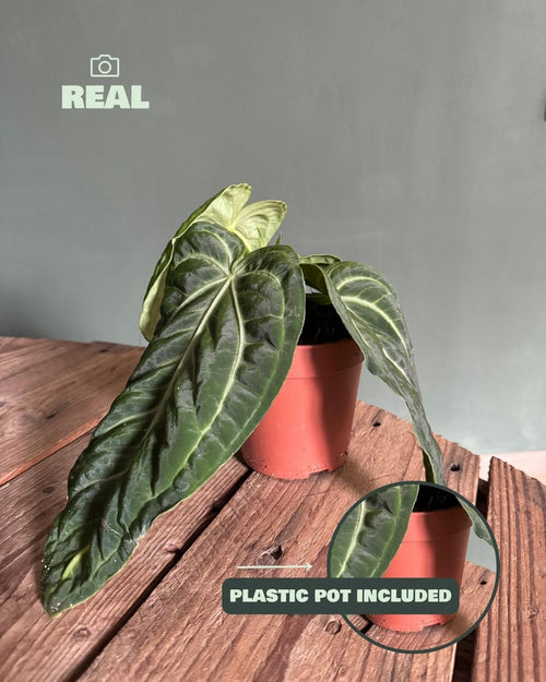 Anthurium Vilanaorum M - Pur Plant