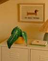 Anthurium Vilanaorum M - Pur Plant