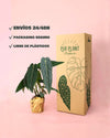 Anthurium Warocqueanum M - Pur Plant