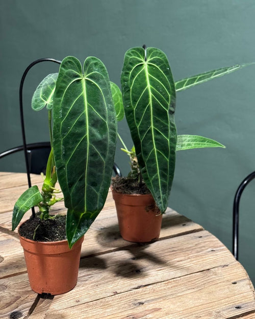 Anthurium Warocqueanum M - Pur Plant