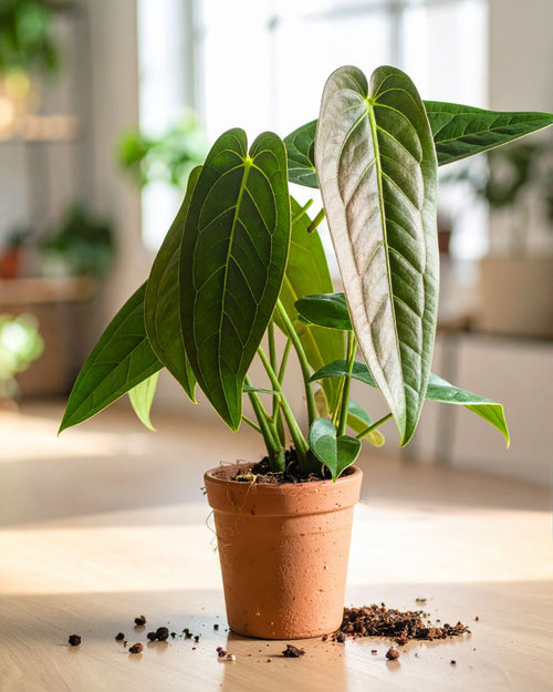 Anthurium Warocqueanum M - Pur Plant
