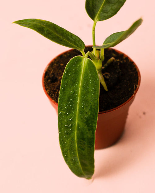 Anthurium Warocqueanum Mini - Pur Plant
