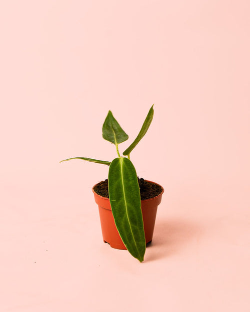 Anthurium Warocqueanum Mini - Pur Plant