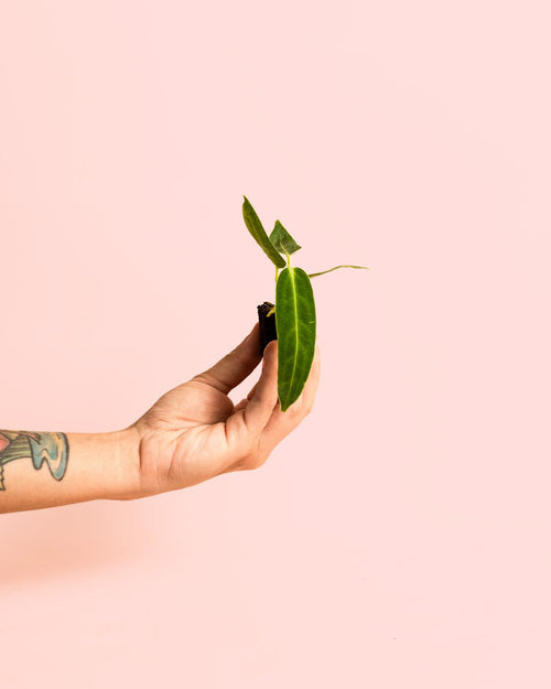 Anthurium Warocqueanum Mini - Pur Plant