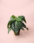 Aphelandra Zebra M