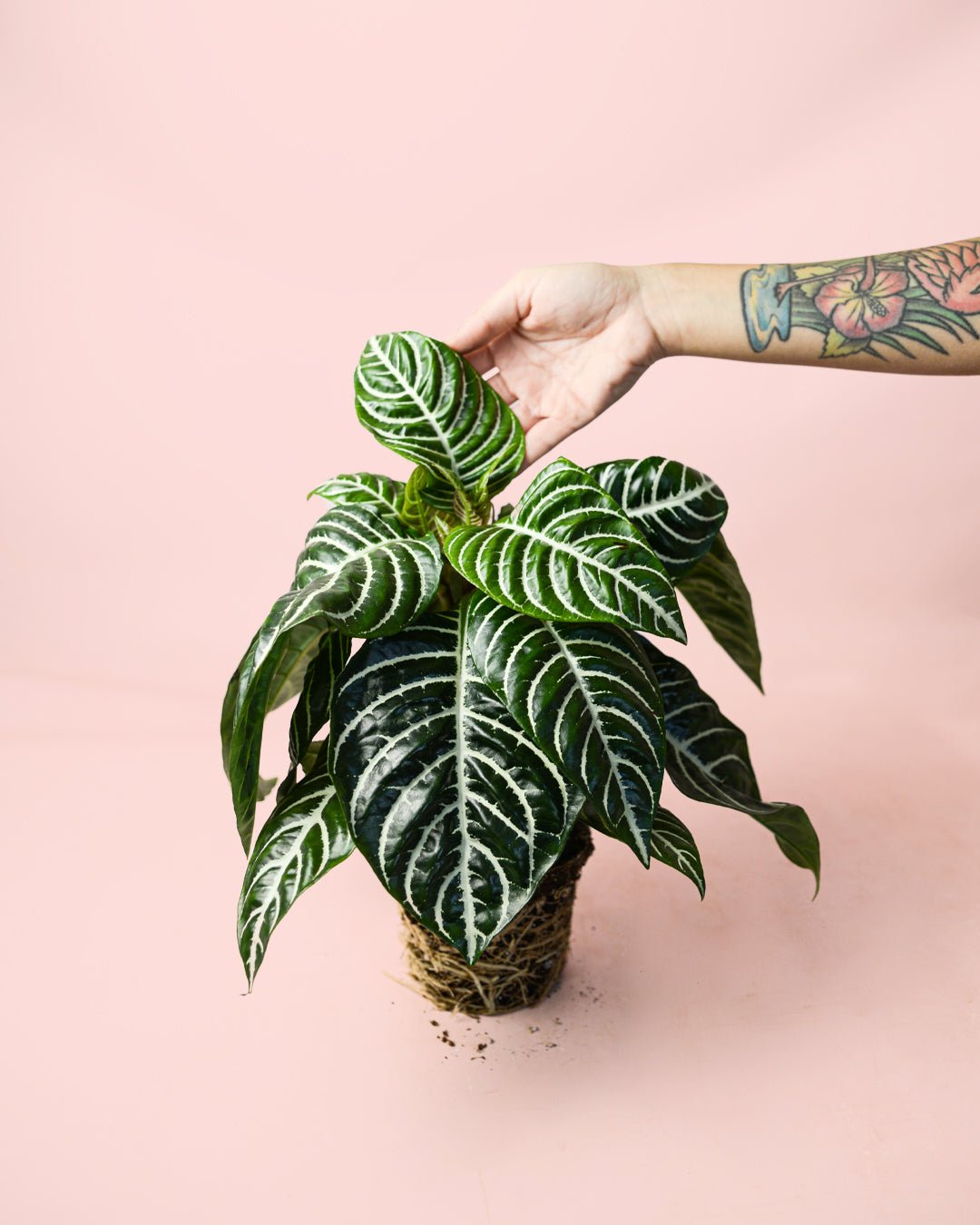 Aphelandra Zebra M - Pur Plant