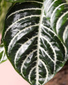 Aphelandra Zebra M - Pur Plant
