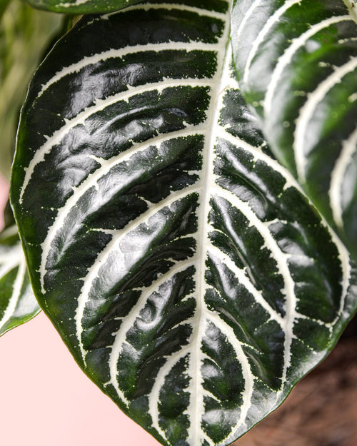 Aphelandra Zebra M - Pur Plant