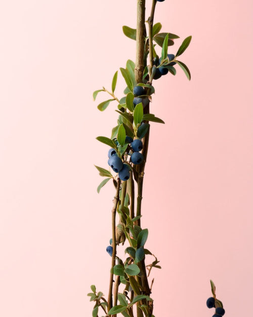 arandanos azules en planta detalle