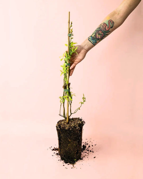Arándanos Planta M - Pur Plant
