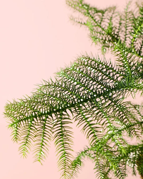 Araucaria heterophylla M - Pur Plant
