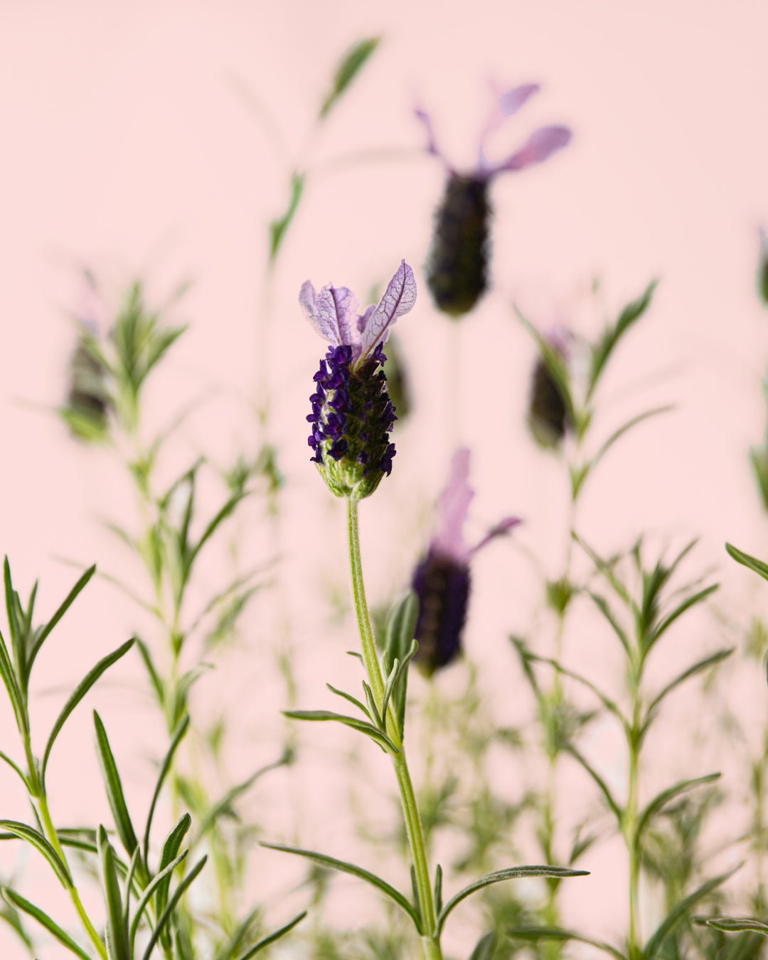 Árbol de Lavanda Morada - Pur Plant