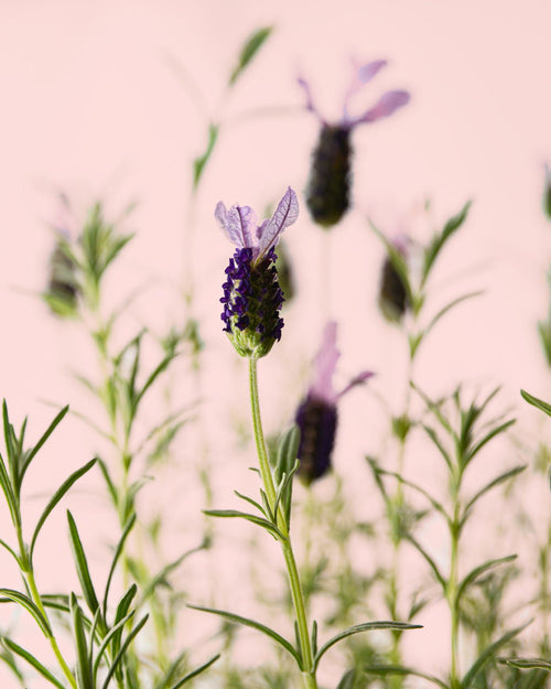 Árbol de Lavanda Morada - Pur Plant