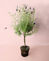 Árbol de Lavanda Morada - Pur Plant