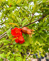 Árbol Granado Mollar Elche XXL - Pur Plant