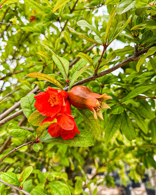 Árbol Granado Mollar Elche XXL - Pur Plant