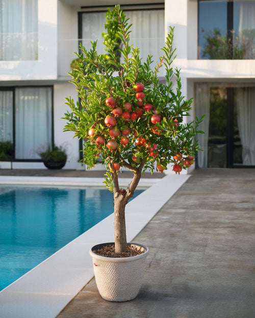 Árbol Granado Mollar Elche XXL - Pur Plant