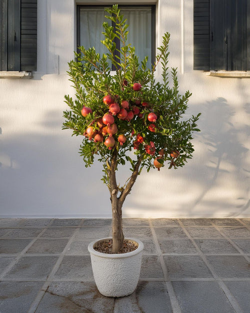 Árbol Granado Mollar Elche XXL - Pur Plant