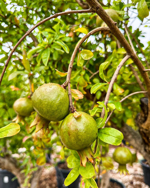 Árbol Granado Mollar Elche XXL - Pur Plant