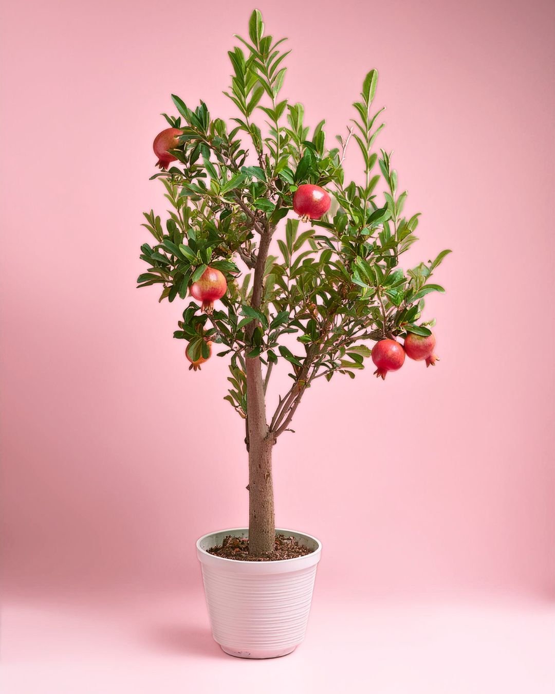 Árbol Granado Mollar Elche XXL - Pur Plant