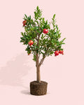 Árbol Granado Mollar Elche XXL