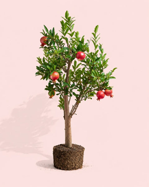 Árbol Granado Mollar Elche XXL