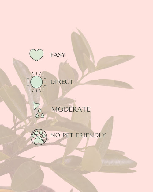arbol-limonero-care