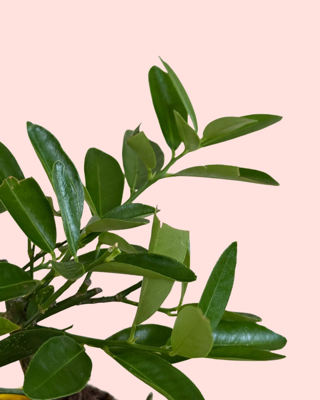 arbol-limonero-detail