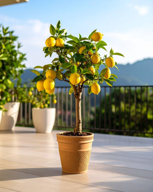 Árbol Limonero M - Pur Plant