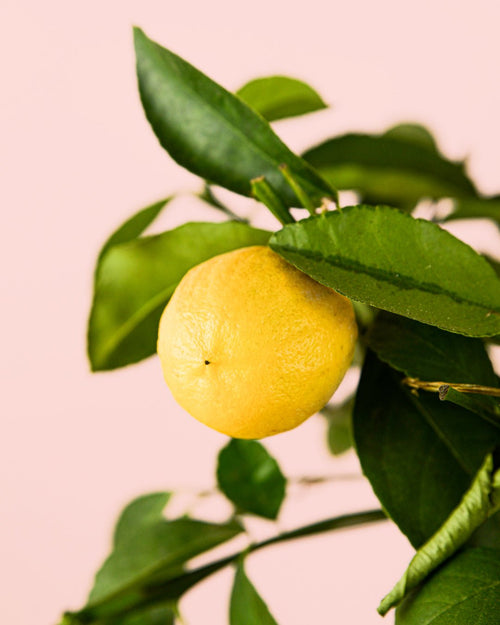 Árbol Limonero M - Pur Plant