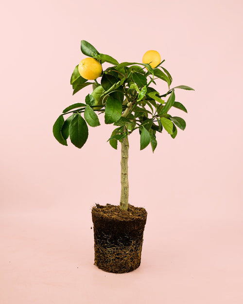 Árbol Limonero M - Pur Plant