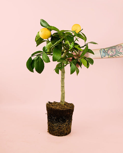 Árbol Limonero M - Pur Plant
