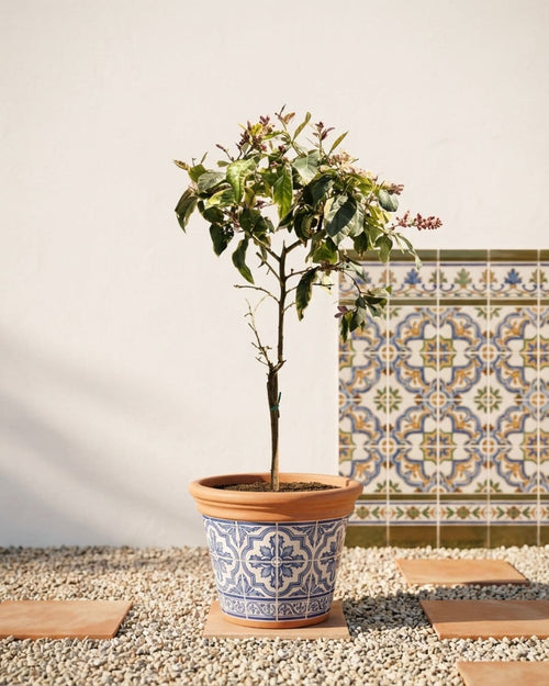Árbol Limonero Variegado XL - Pur Plant