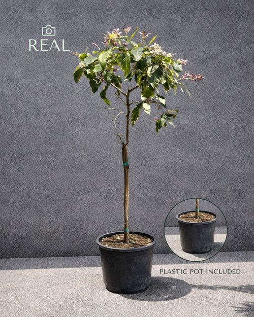 Árbol Limonero Variegado XL - Pur Plant