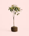 Árbol Limonero Variegado XL - Pur Plant