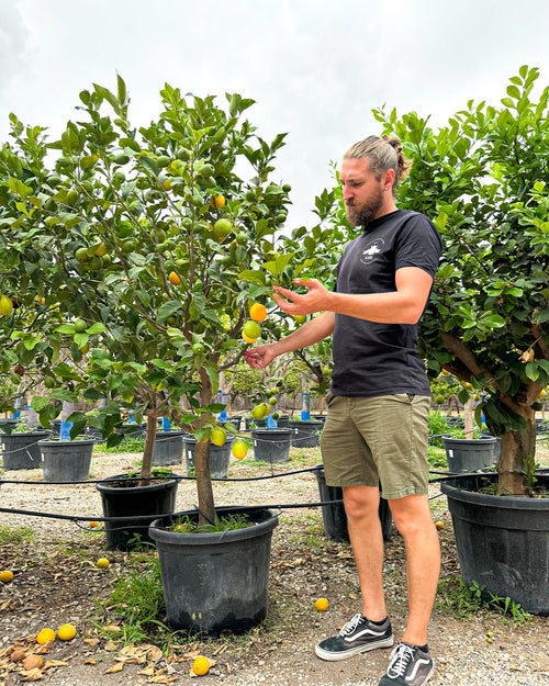 Árbol Limonero XXL - Pur Plant