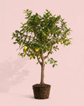 Árbol Limonero XXL