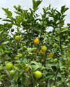 Árbol Limonero XXL - Pur Plant