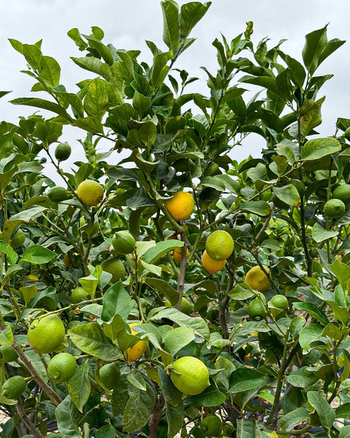 Árbol Limonero XXL - Pur Plant