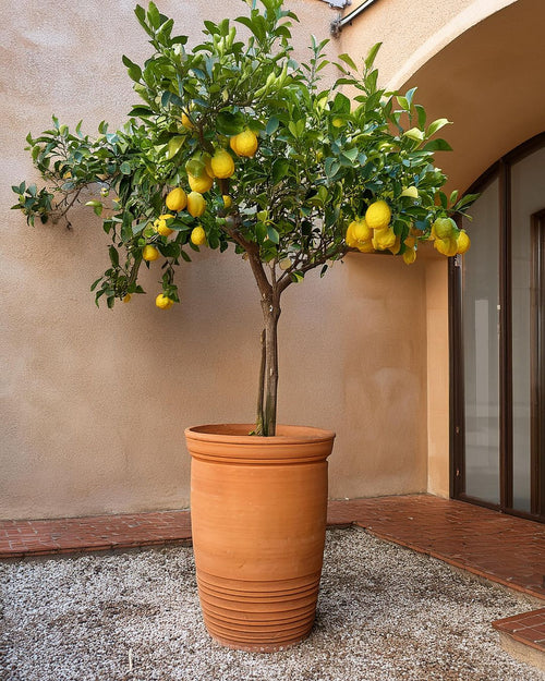 Árbol Limonero XXL - Pur Plant