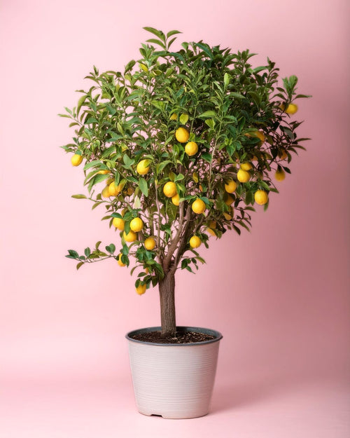 Árbol Limonero XXL - Pur Plant