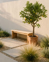 arbol-limonero-xxl-context-2