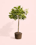 Árbol Naranjo XL